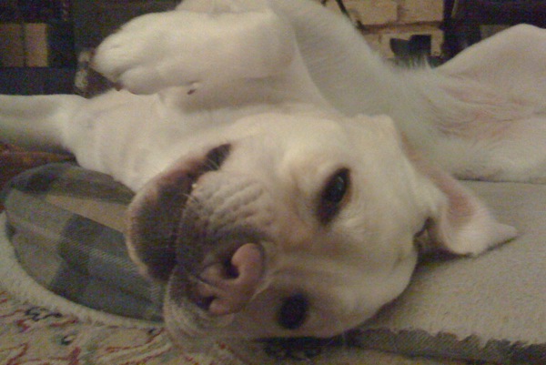 Frankie - 2 years