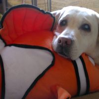 Roscoe photo 6
