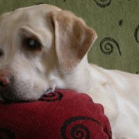 Roscoe photo 7