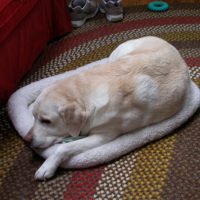 Roscoe photo 8